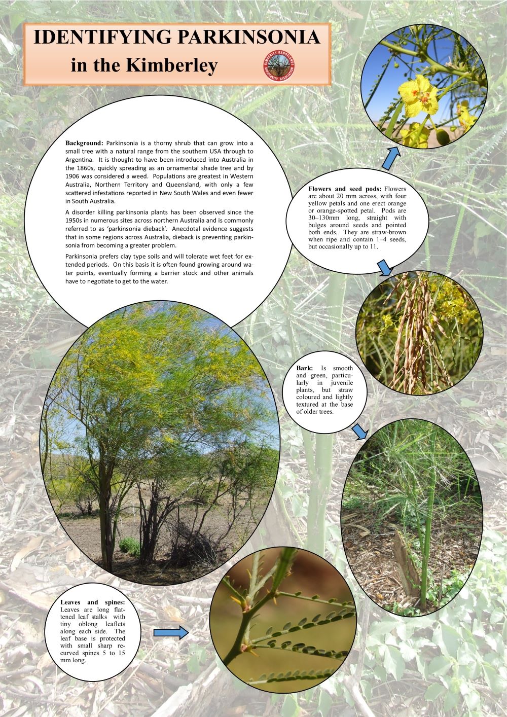 Parkinsonia poster